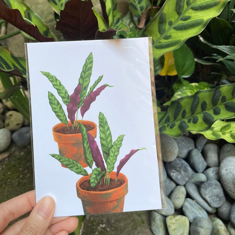 观叶植物 插画明信片│猫眼竹芋│剑羽竹芋 - 卡片/明信片 - 纸 绿色