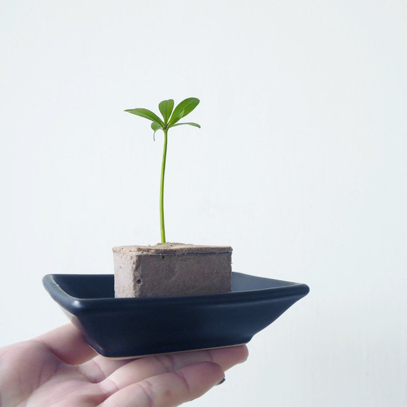 环保盆栽  造型培植块内含1株植物 - 植栽/盆栽 - 植物．花 绿色