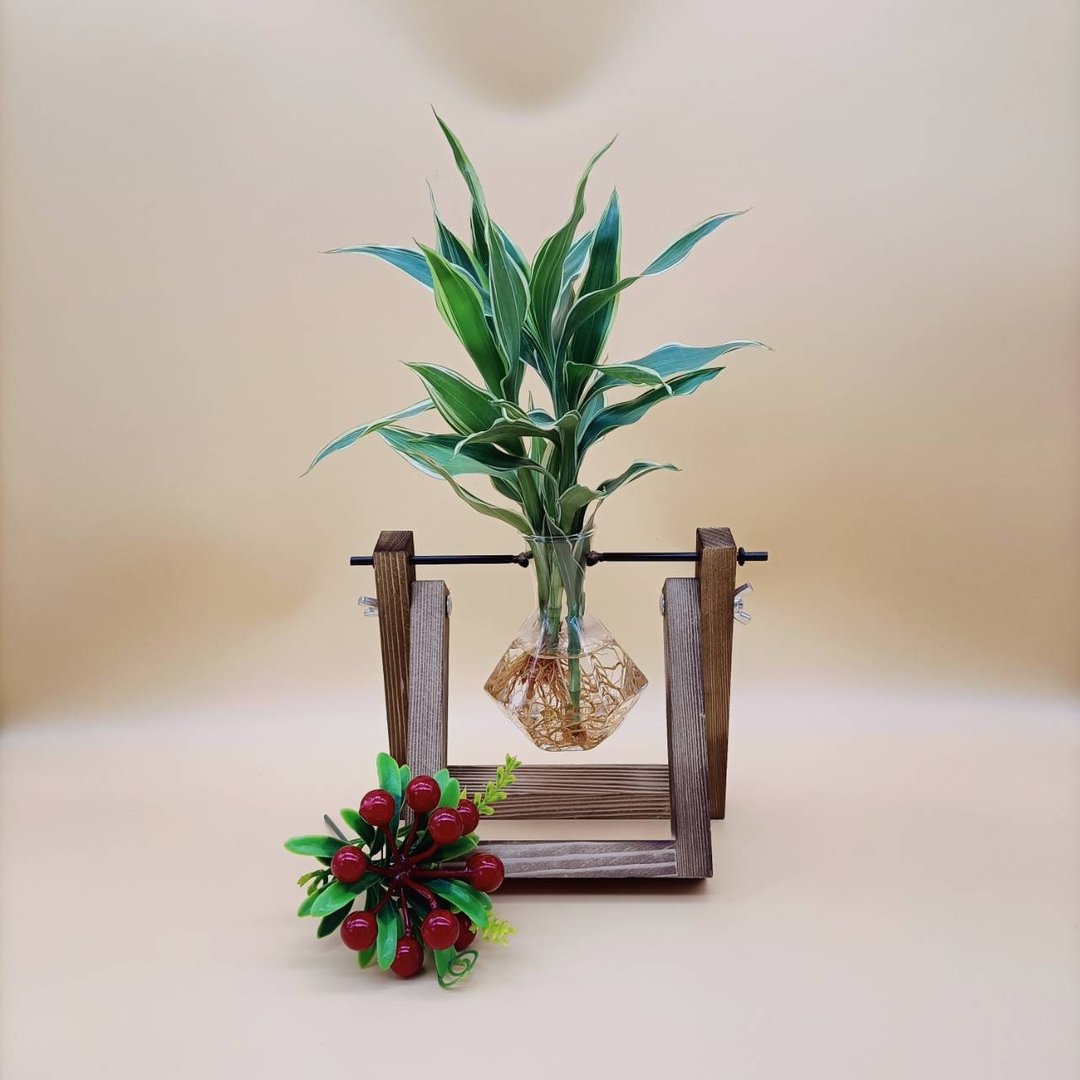 水培植物 斑叶万年青 开运竹 懒人植栽 创意木架 室内植物 - 植栽/盆栽 - 木头 咖啡色