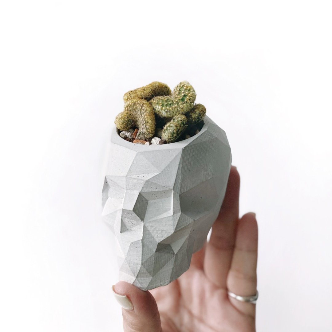 (预购) 纯灰系列 | 金手指缀化 黄金司 几何骷髅头水泥仙人掌植栽 - 植栽/盆栽 - 植物．花 灰色