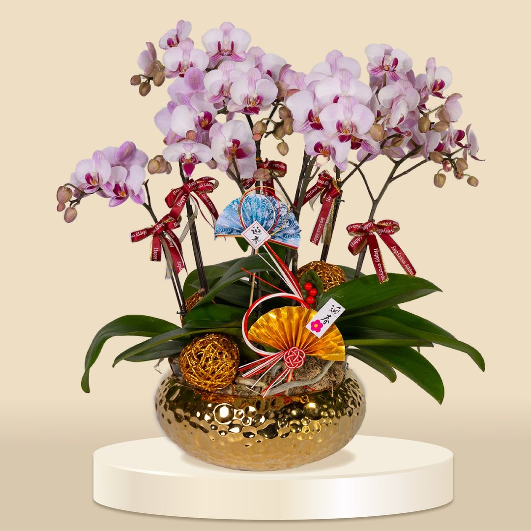 小品蝴蝶兰粉钻钱8棵 (1169) 兰花 新春兰花 年花 自家兰花园种植 - 植栽/盆栽 - 植物．花 