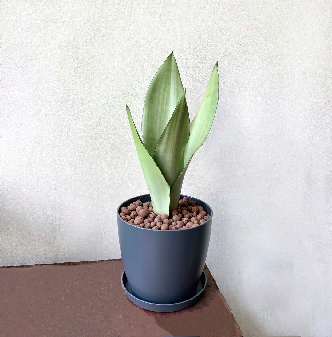 【桌上型小植栽】银后虎尾兰 | 比利时雾面质感圆盆 | 灰黑 - 植栽/盆栽 - 植物．花 