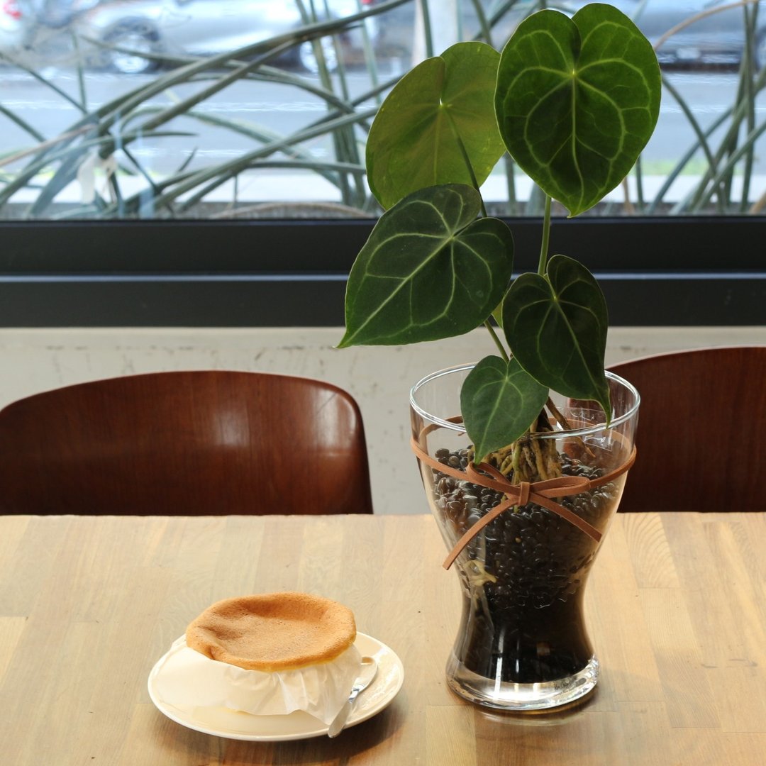 水培植栽│圆叶花烛_室内植物 办公室盆栽 店内布置 水耕 植栽 - 植栽/盆栽 - 玻璃 