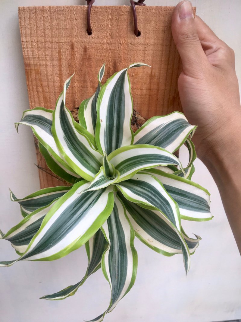 【柠檬千年木】植物上板 情人节礼物 生日礼物 观叶植物 室内植物 - 植栽/盆栽 - 植物．花 