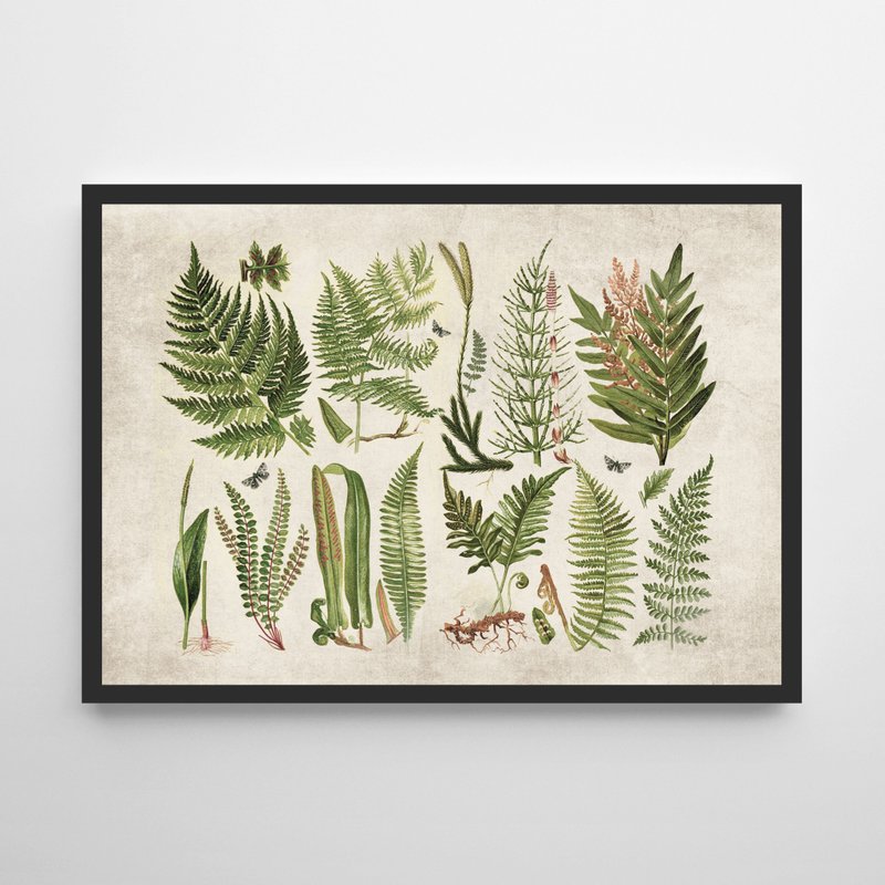 vintage ferns print #5 复古 可定制化 海报 挂画 - 海报/装饰画/版画 - 纸 