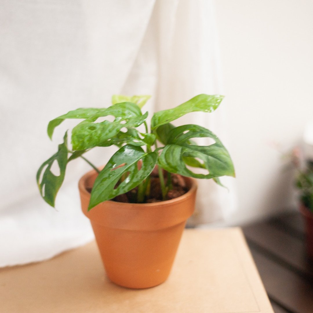 窗孔龟背芋 | 耐阴植栽 | 新手观叶 | 办公室盆栽 - 植栽/盆栽 - 植物．花 绿色