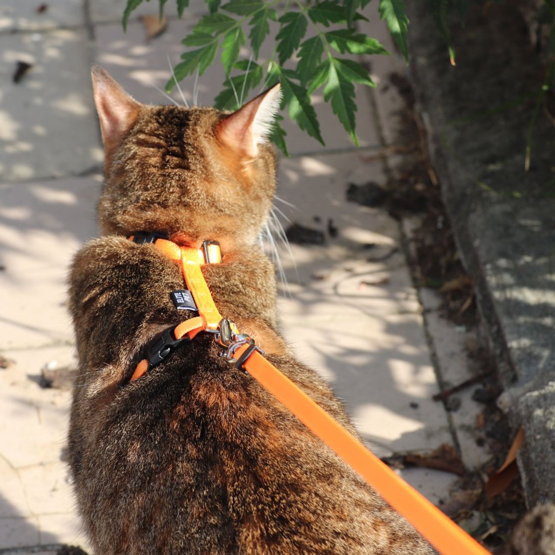 经典系列 猫兔用工字胸背 外星绿/火星橘 - 项圈/牵绳 - 尼龙 黄色