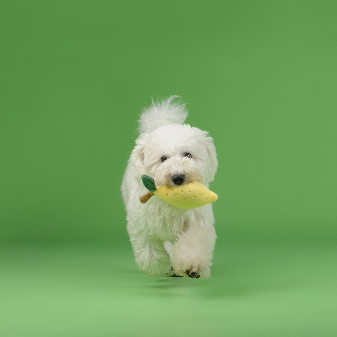 【狗玩具】 CHEWFFON 清新柠檬 - 玩具 - 其他材质 