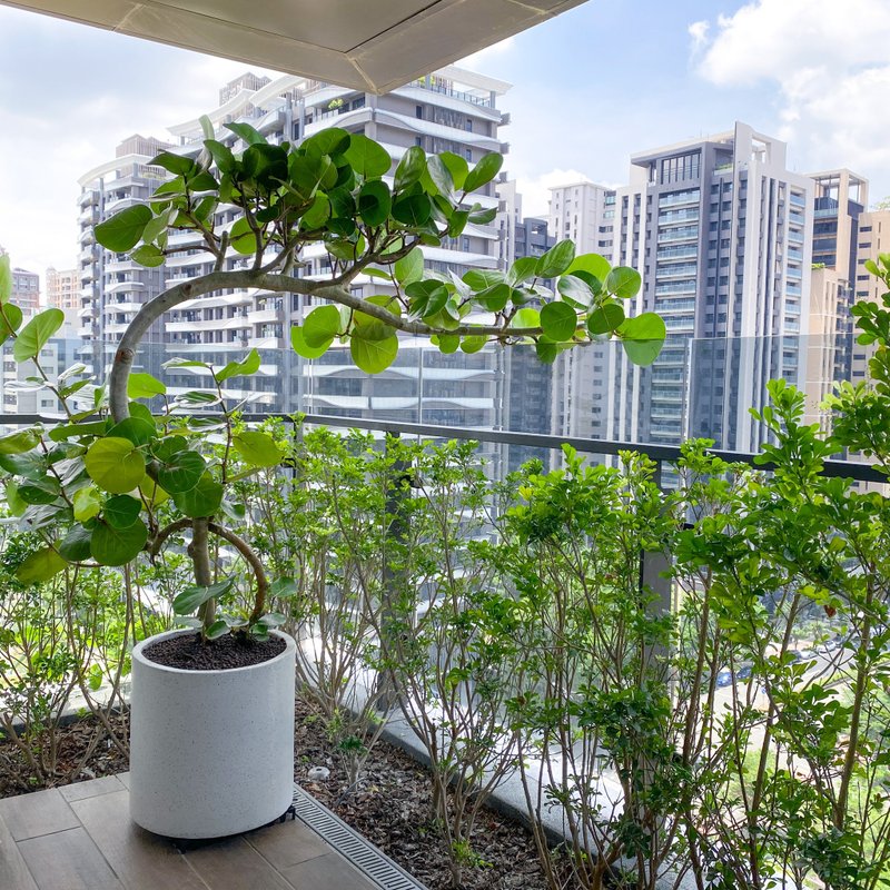 【阳台大型植栽】自由之心 • 海葡萄树丨现货型态请私讯确认 - 植栽/盆栽 - 植物．花 