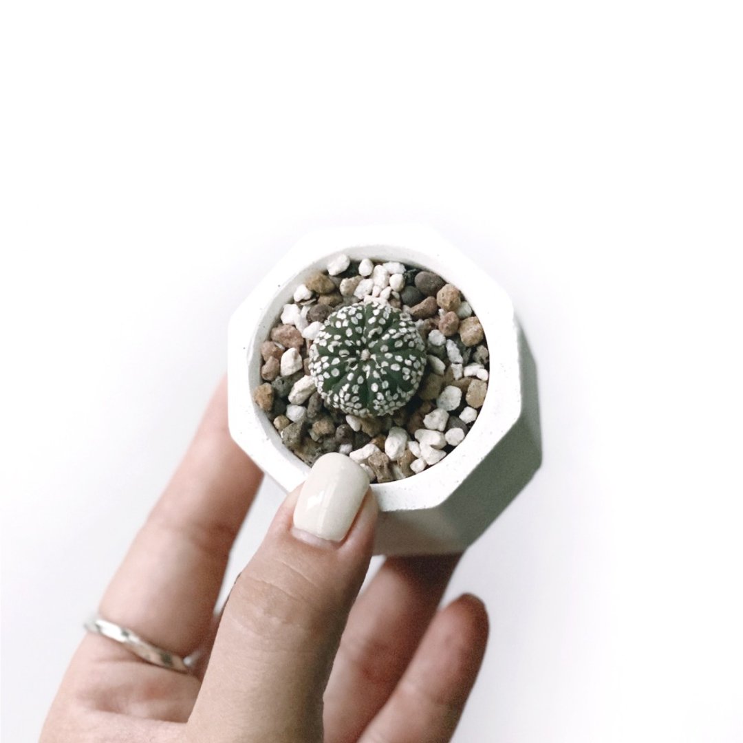 白灰渐层系列 | 超兜 小八角形水泥多肉植栽 - 植栽/盆栽 - 植物．花 灰色