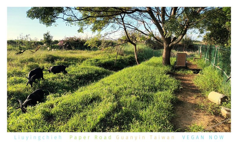Paper Road VEGAN NOW 台湾黑山羊 Goat Postcard 山羊摄影明信片 - 卡片/明信片 - 纸 多色