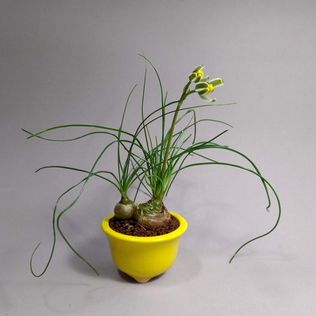 多肉植物哨兵花黄釉钵 迷你盆栽植物∣盛花期∣ - 植栽/盆栽 - 陶 