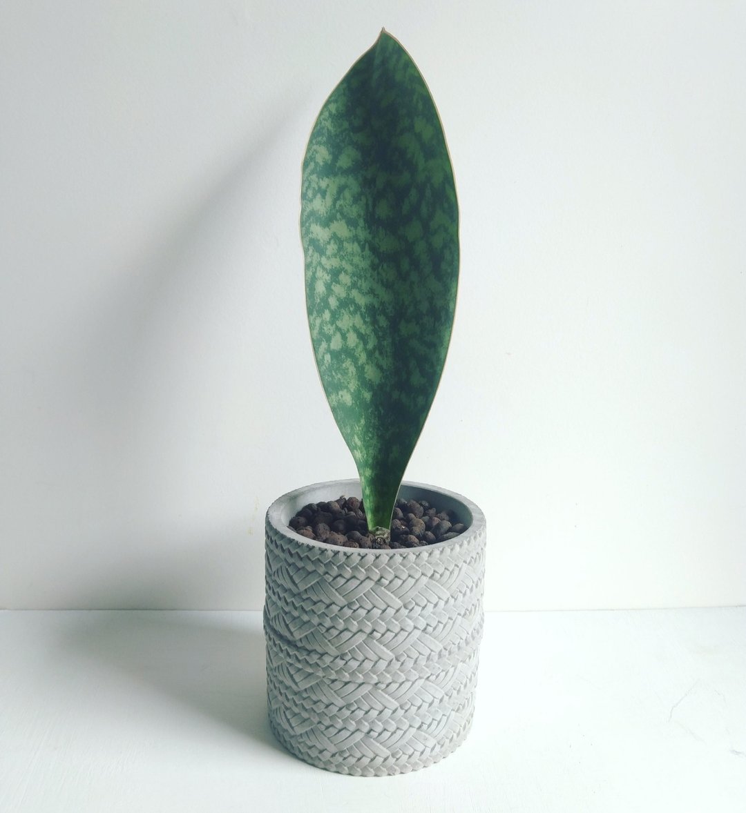 【Only one系列】#5宝扇虎尾兰泥盆 - 植栽/盆栽 - 水泥 灰色