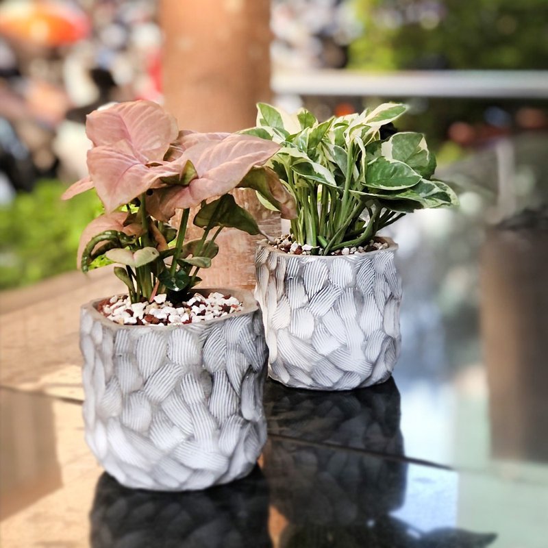 简单生活 粉红佳人合果芋/斑叶黄金葛 水泥盆 | 居家办公好伙伴 W - 植栽/盆栽 - 植物．花 灰色