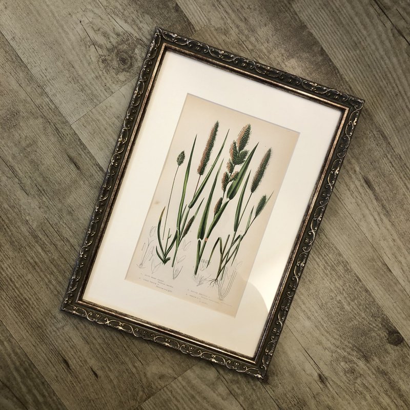 英国百年古董Anne Pratt植物花卉版画 - 墙贴/壁贴 - 纸 绿色