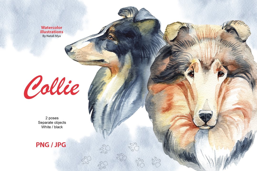Watercolor dog, Collie, Shetland Sheepdog, dog clipart, Shetland Collie, breed - 其他数码设计 - 其他材质 