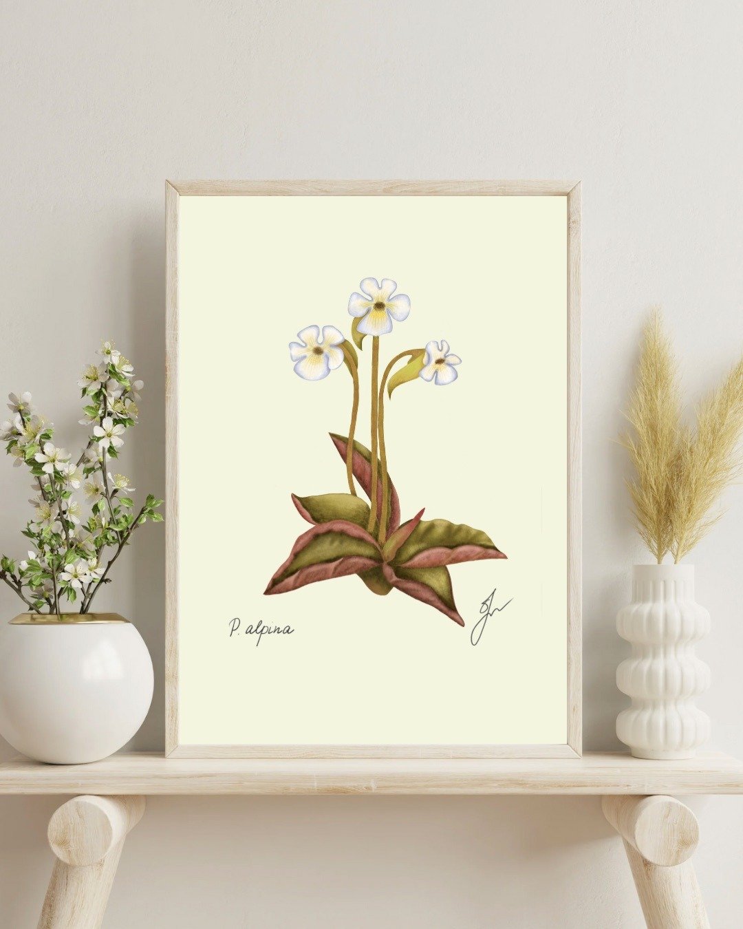 捕虫堇植物画 手绘食虫植物挂画 - 电子手绘真人画像/绘画/插画 - 其他材质 