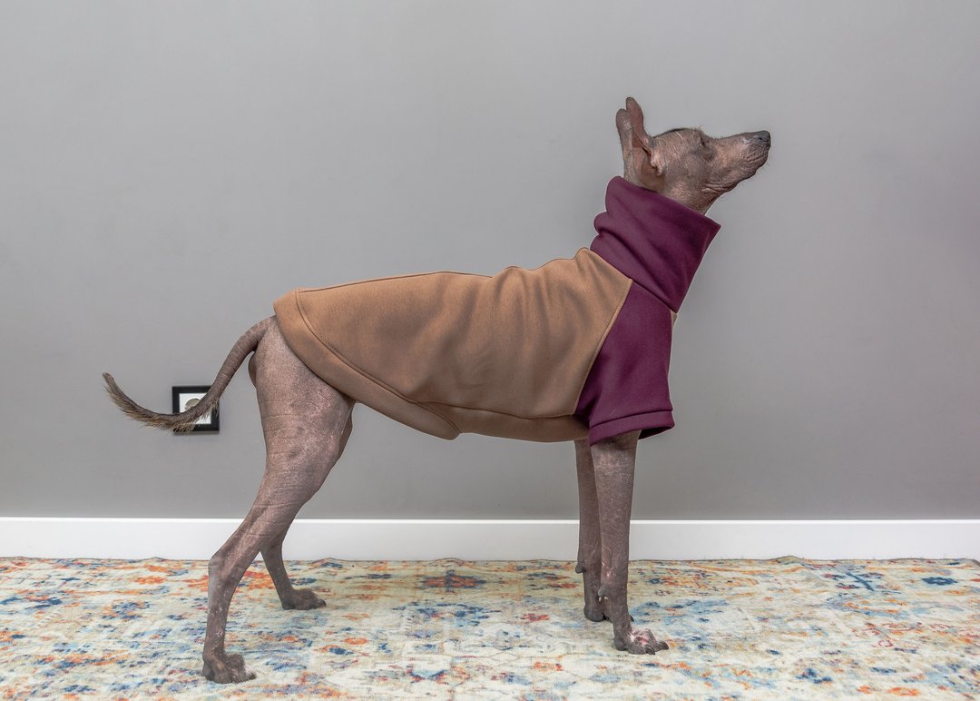 Xolo dog hoodie Pet sweatshirt Custom made dogs hooded sweater large dog jumper - 衣/帽 - 其他材质 绿色