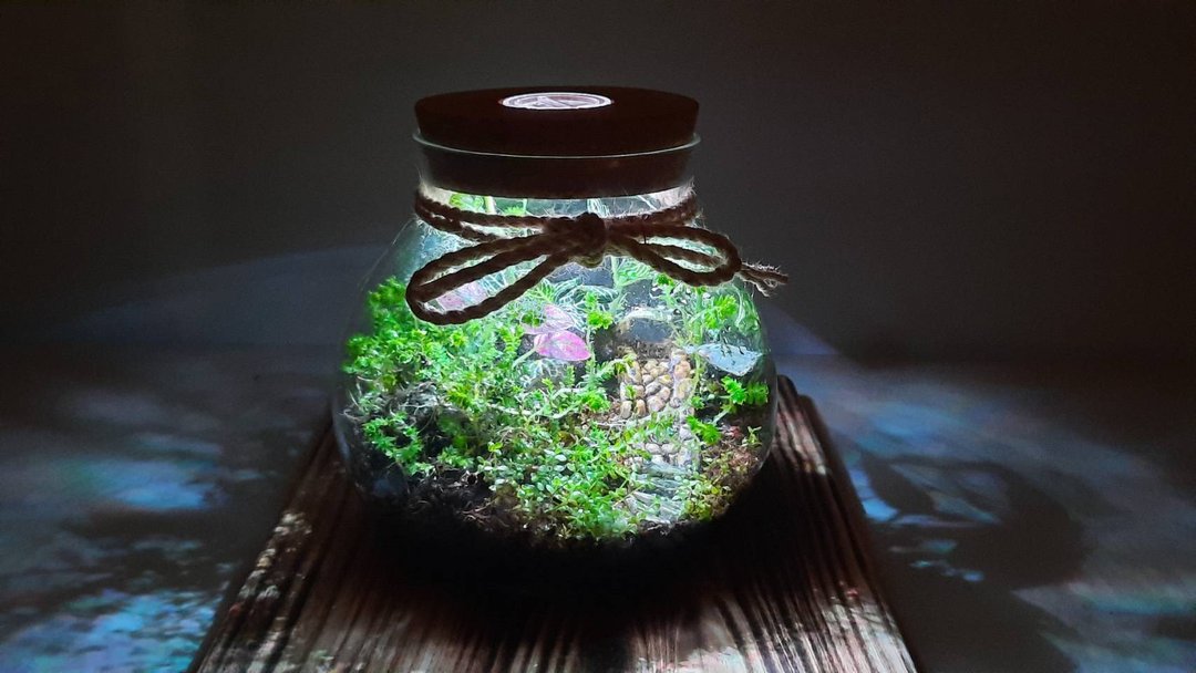 【苔疗愈】生态瓶DIY材料包/办公室疗愈小物/居家植栽/生日礼物 - 植栽 - 玻璃 透明