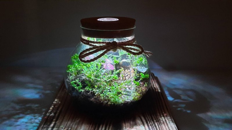 【苔疗愈】生态瓶DIY材料包/母亲节礼物 - 植栽 - 玻璃 透明