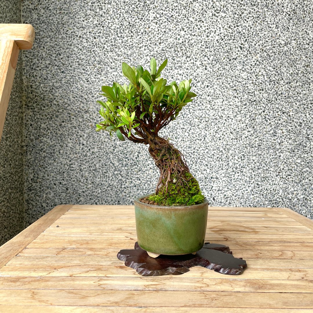 小品盆栽-日本皋月杜鹃 大朱杯 盆景 送礼 - 植栽/盆栽 - 植物．花 