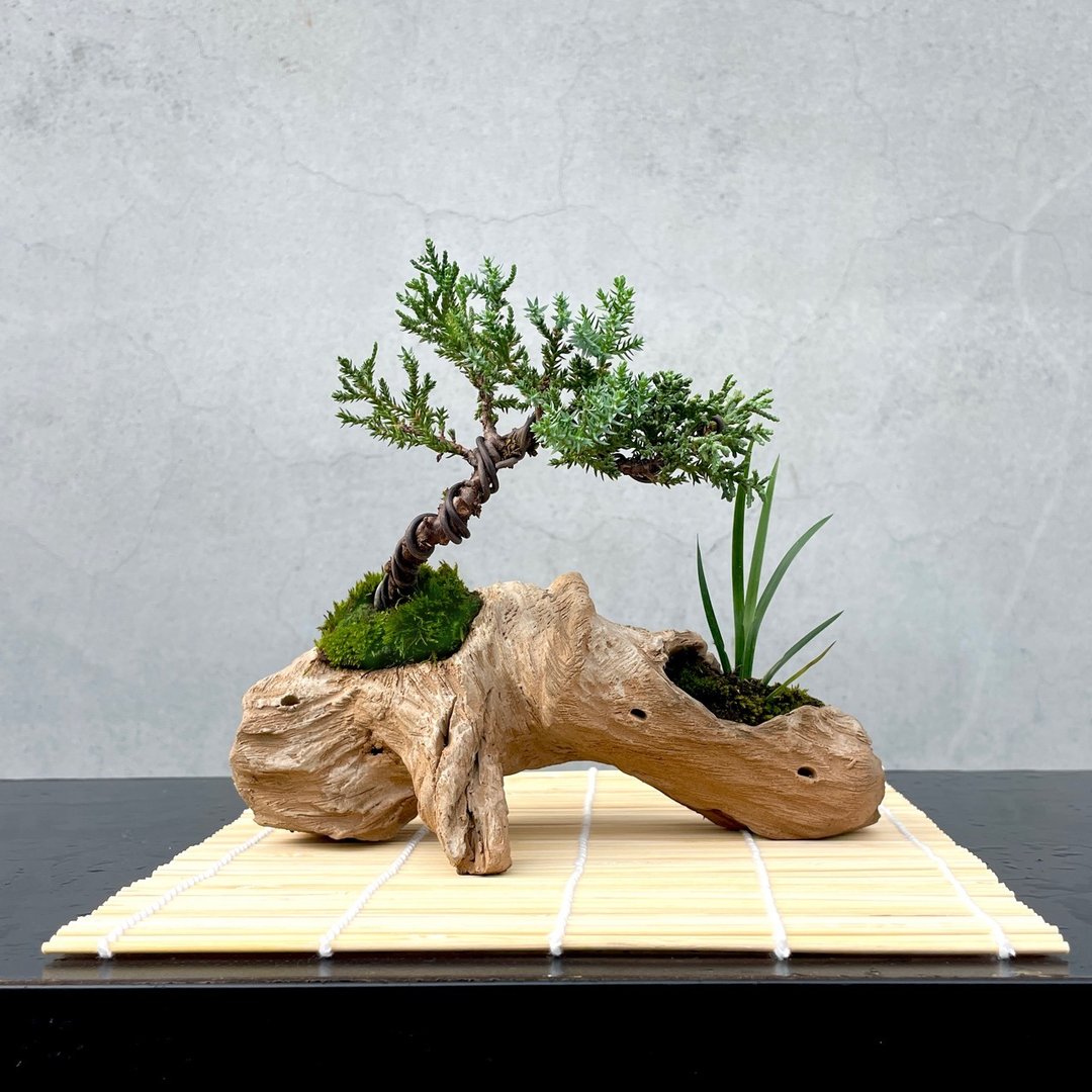 小品盆栽 - 珍珠柏组合盆栽 盆景 送礼 独一无二 - 植栽/盆栽 - 植物．花 