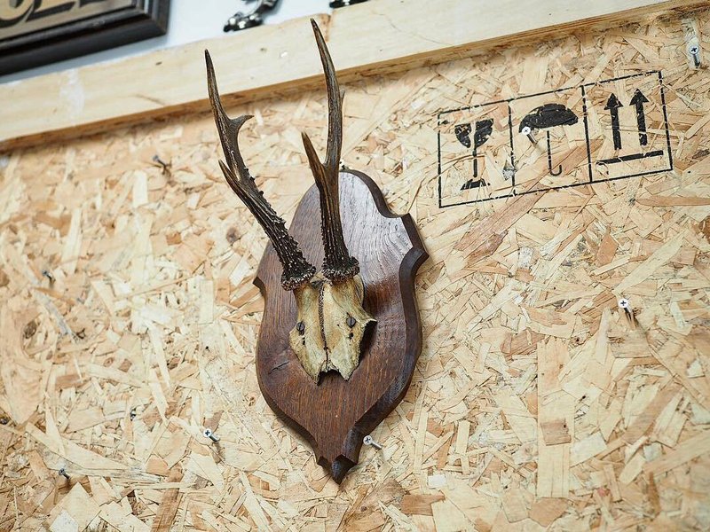 英国古董鹿角真品挂饰 - 摆饰 - 其他材质 