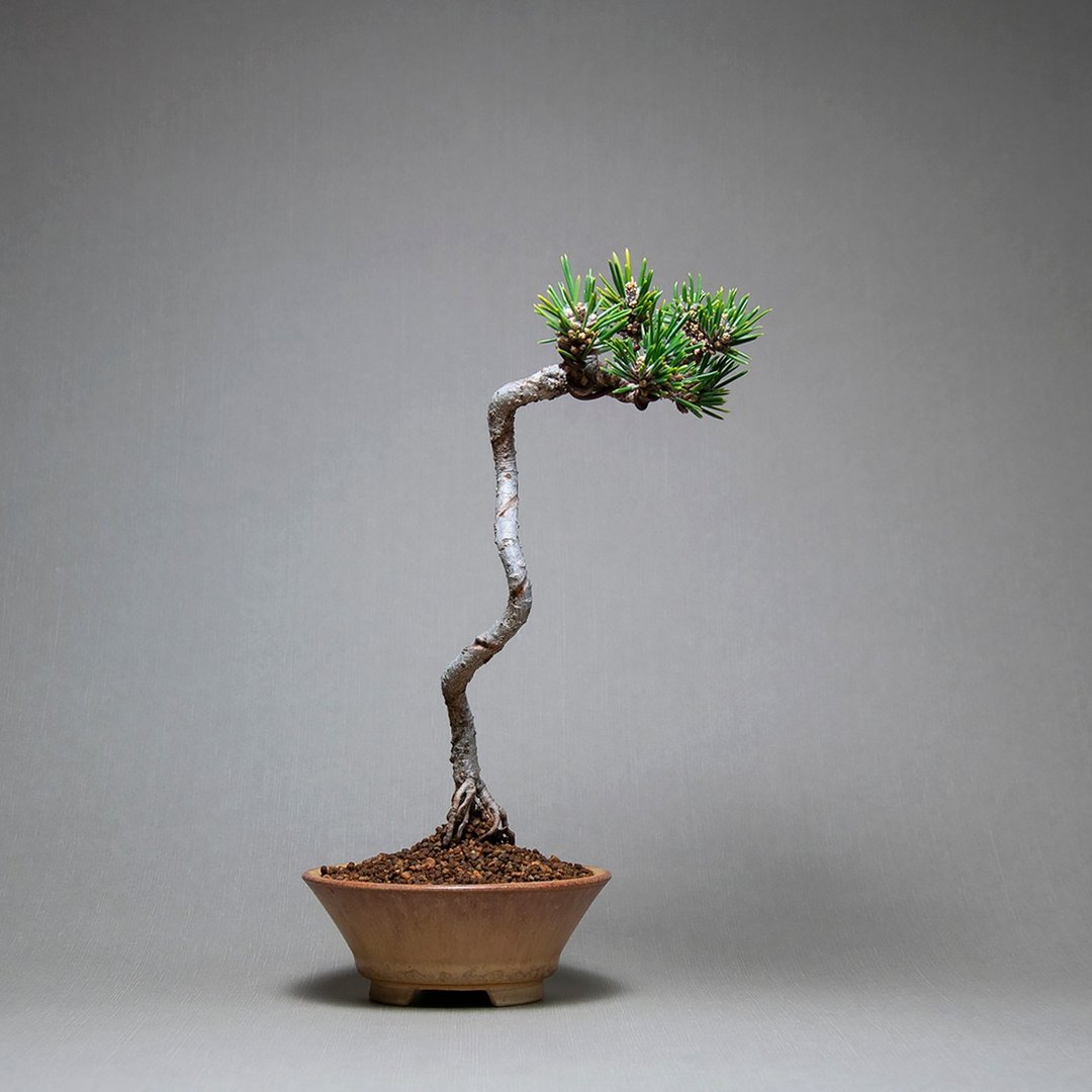 小品盆景/文人千寿丸黑松/日本品种 - 植栽/盆栽 - 植物．花 