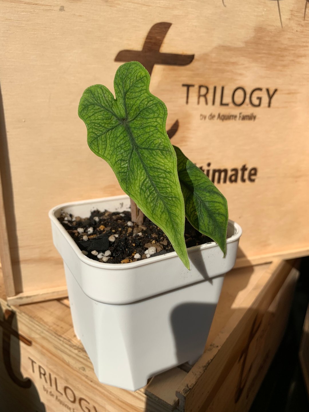 杰克林观音莲 Alocasia Jacklin 雨林植物 稀有 - 植栽/盆栽 - 植物．花 绿色