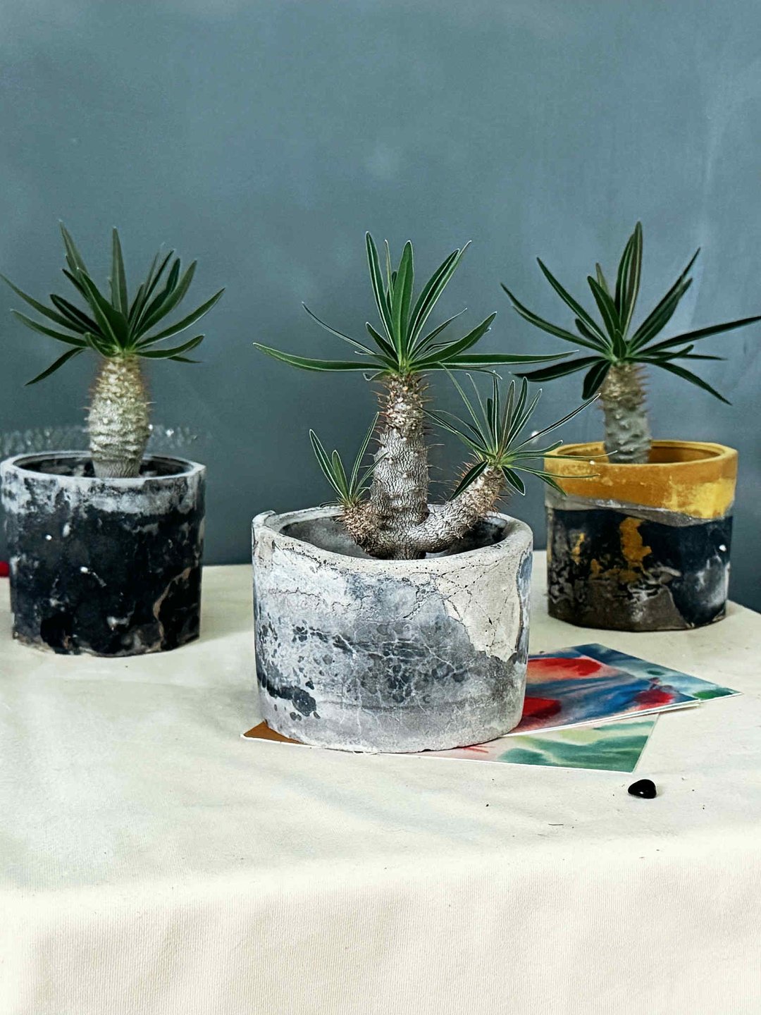 I 手作环保泥盆 I 象牙宫  休眠中 - 植栽/盆栽 - 植物．花 
