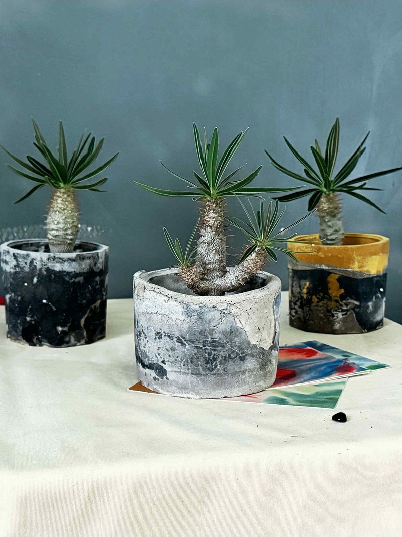 I手作环保泥盆 I 象牙宫  I - 植栽/盆栽 - 植物．花 