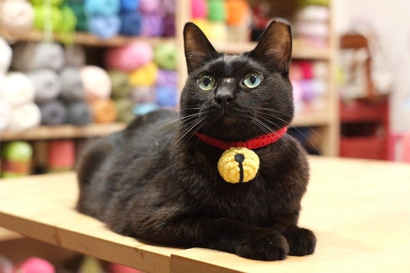 【毛线编织成品】哆啦A梦铃铛造型 宠物猫咪安全项圈 - 项圈/牵绳 - 其他材质 黄色