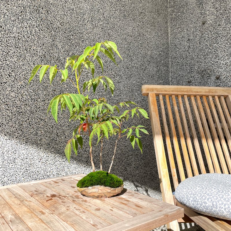 小品盆栽-日本漆树 合植盆景 送礼 - 植栽/盆栽 - 植物．花 
