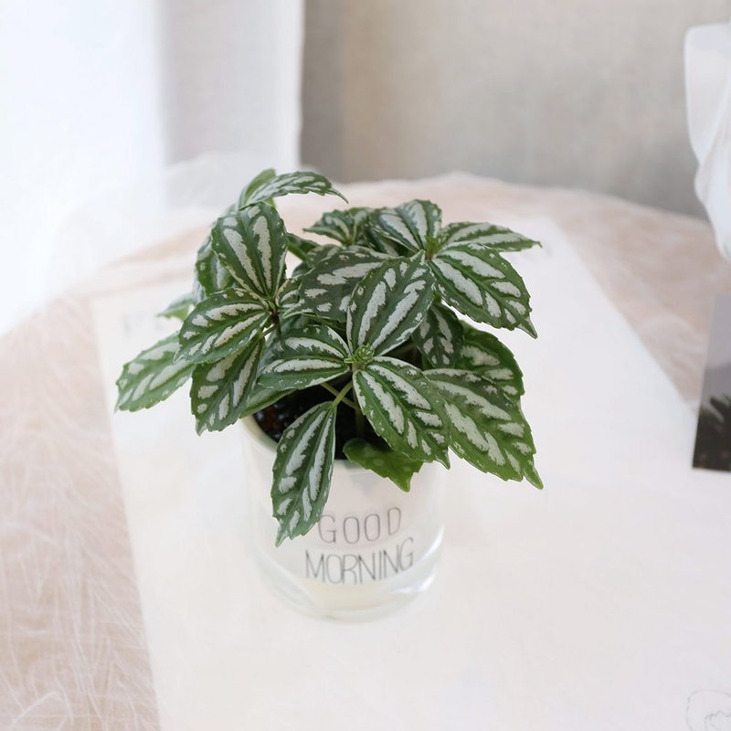 PD167冷水花吸水盆栽/室内植物/懒人植物/环境绿化/居家布置 - 植栽/盆栽 - 植物．花 
