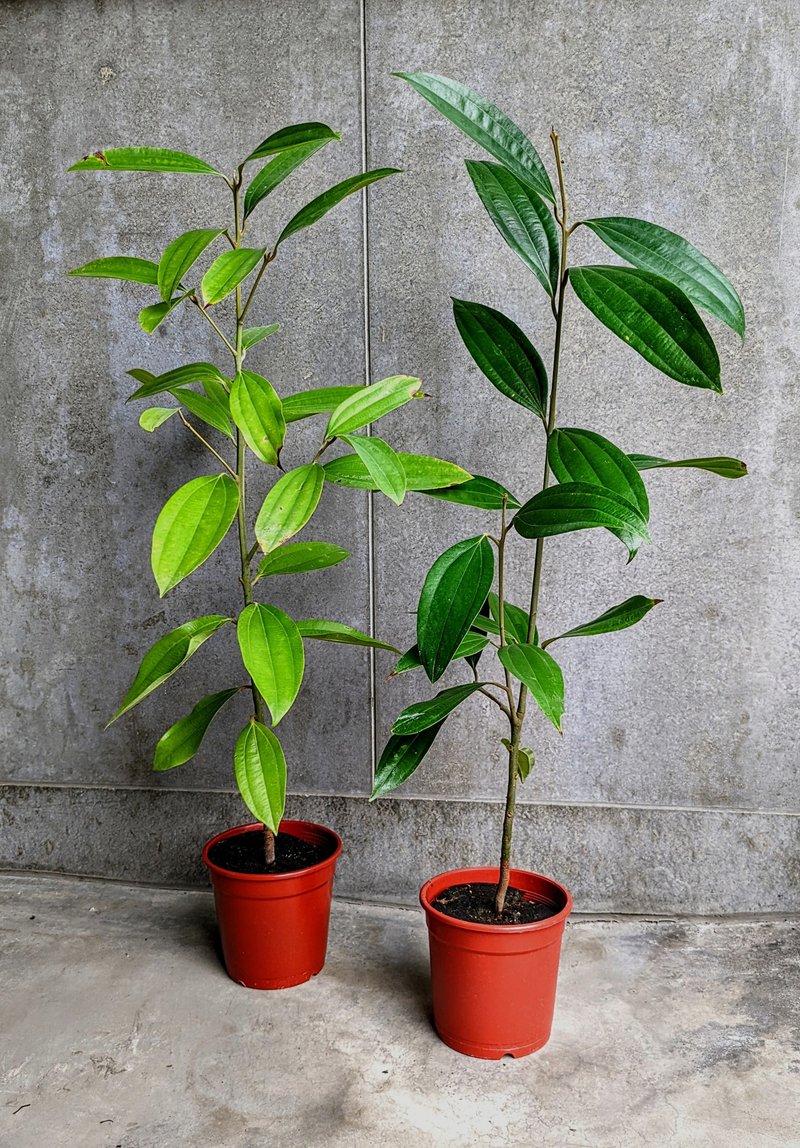 清华桂肉桂苗 60~90厘米 - 植栽/盆栽 - 植物．花 绿色
