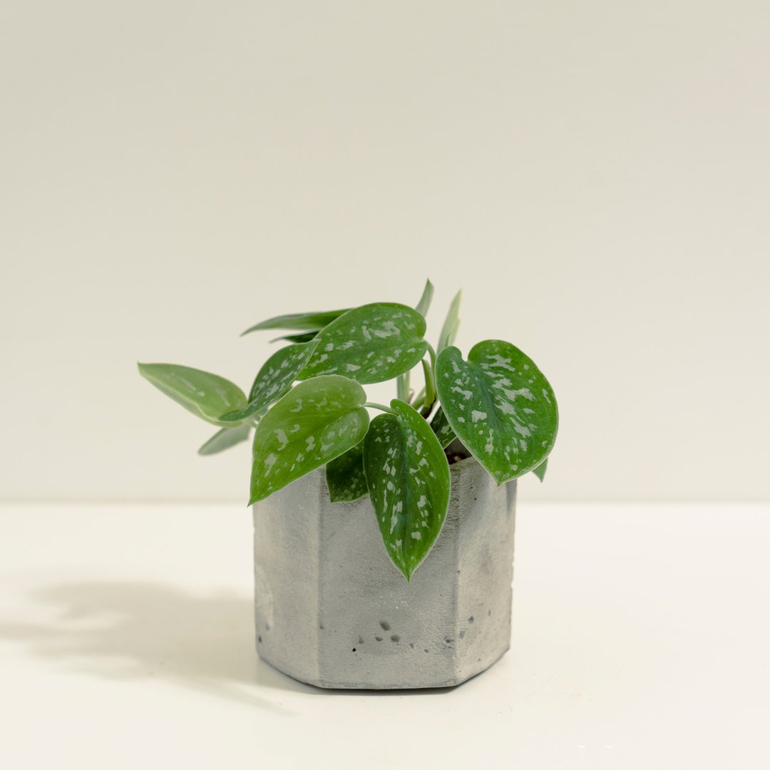 星点藤│泥作系列│福所栽 - 植栽/盆栽 - 水泥 绿色