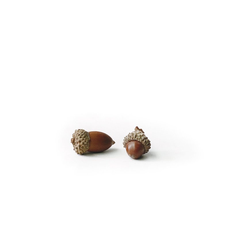 (预购) 盆栽装饰 超可爱橡果 橡树果实 橡实 微景观摆饰 - 摆饰 - 植物．花 咖啡色