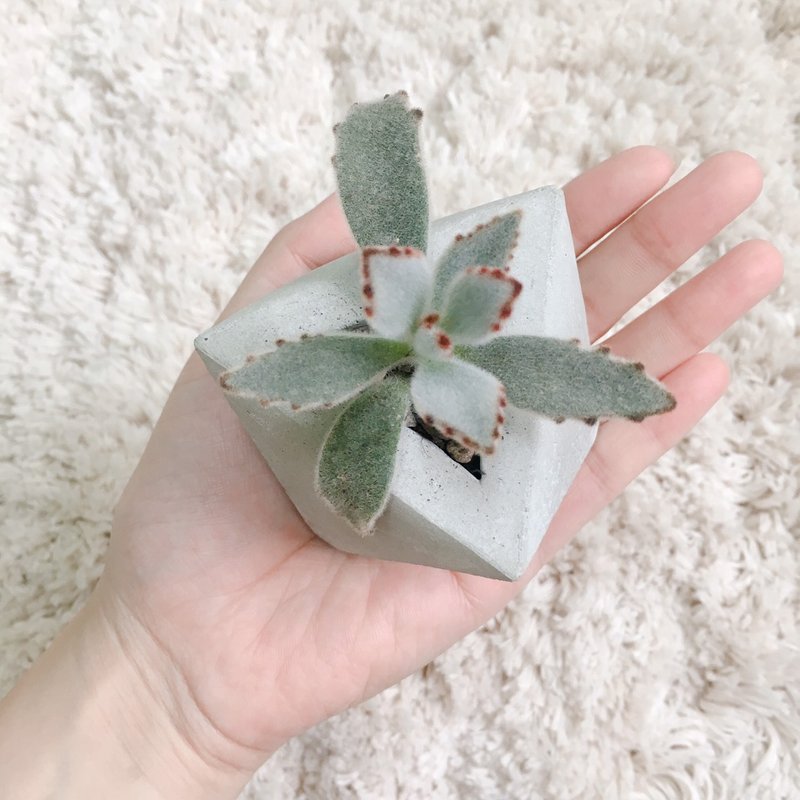 水泥盆器灌模与多肉植物养护课程 - 植栽 - 水泥 