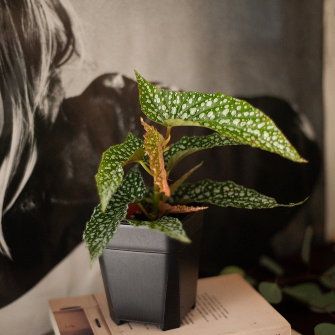 冰点海棠 | 耐阴植栽 | 居家布置 | 办公室盆栽 - 植栽/盆栽 - 植物．花 绿色