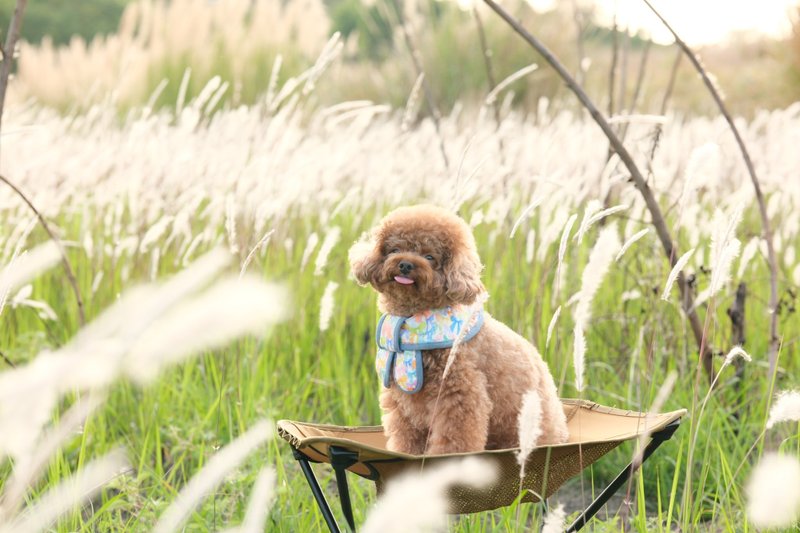 白底/黑底彩色蝴蝶结 蝴蝶cut (圆脚/方脚) - 项圈/牵绳 - 棉．麻 