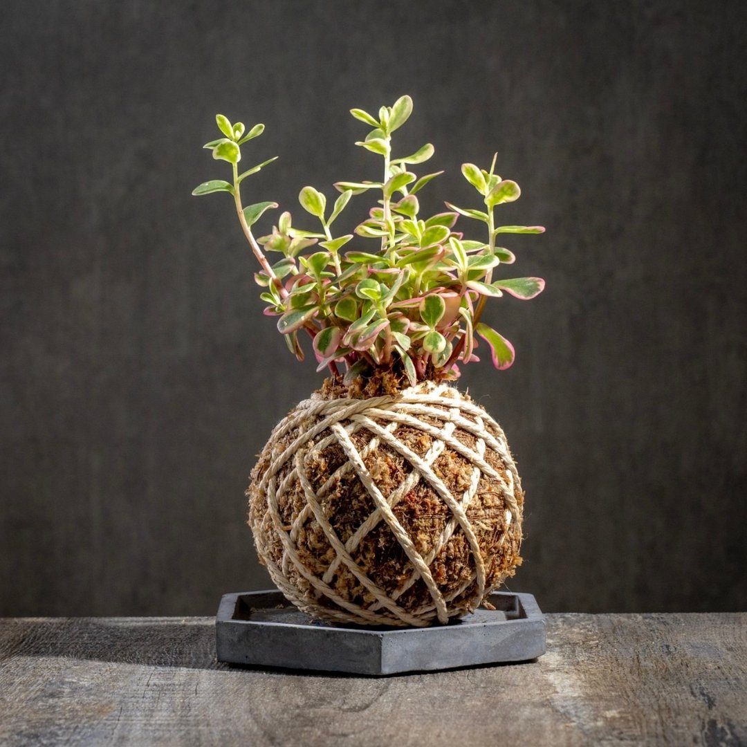 彩虹马齿牡丹苔球 苔球植物 苔玉 室内植物 办公室植物 交换礼物 - 植栽/盆栽 - 植物．花 