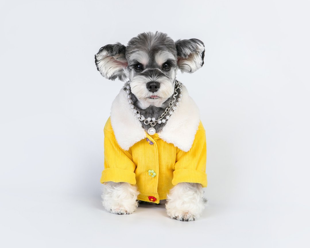 狗狗衣服猫咪衣服灯芯绒云朵宠物棉衣 - 衣/帽 - 其他材质 黄色