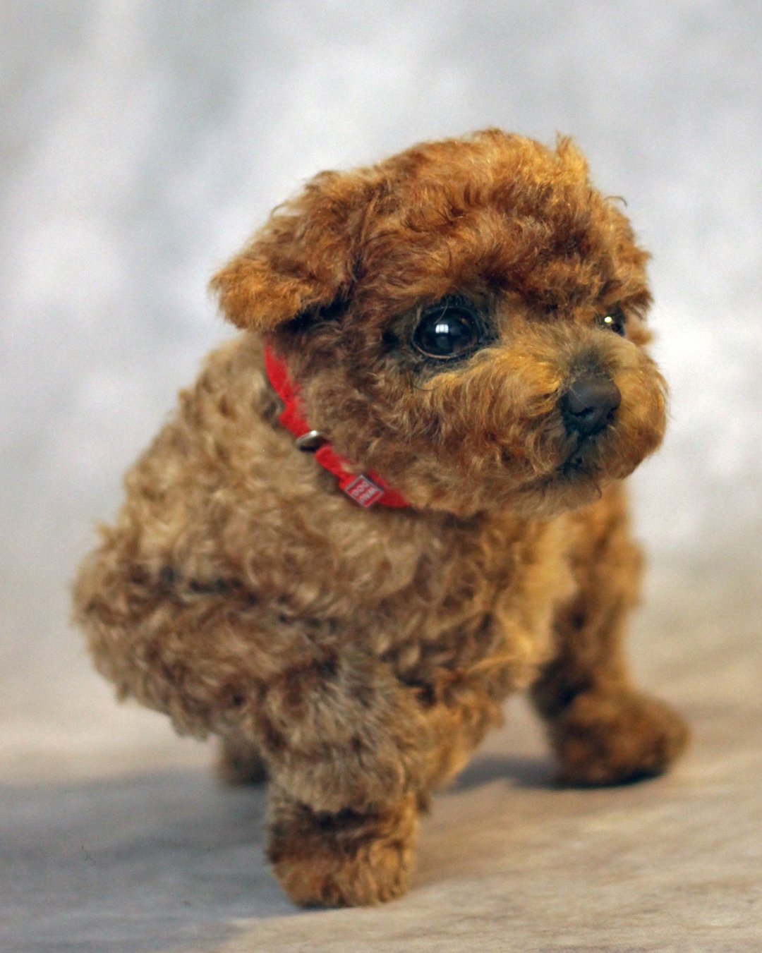 Realistic plush dog, Poodle puppy, Mohair dog, Pet replica, Pet portrait - 玩偶/公仔 - 其他材质 咖啡色