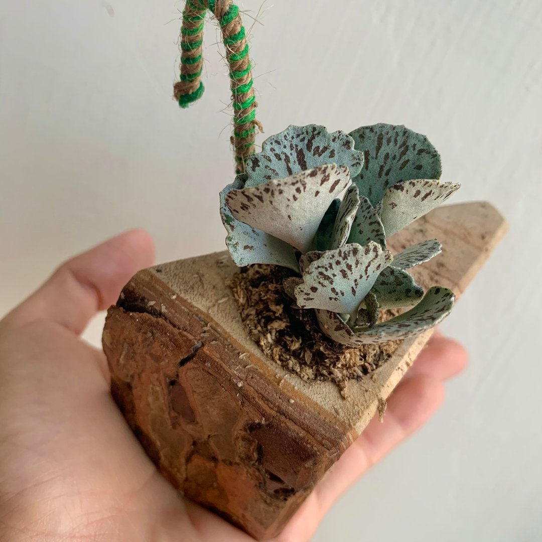 手工木作设计 盆栽摆饰 多肉植物 巧克力脆片 雀扇 - 植栽/盆栽 - 木头 