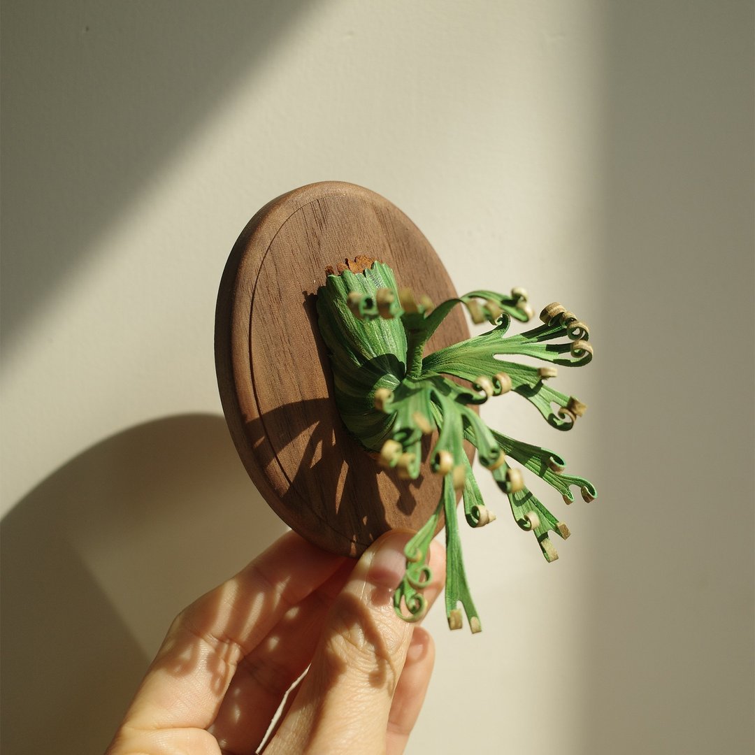 卷卷鹿冯诗琪皮革鹿角蕨 Platycerium Foonsiqi FSQ - 植栽/盆栽 - 真皮 