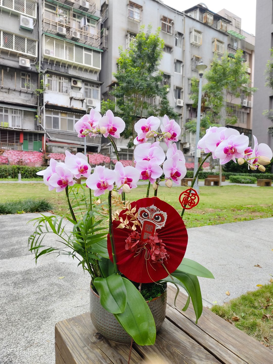 樱花公主蝴蝶兰盆栽 - 植栽/盆栽 - 植物．花 
