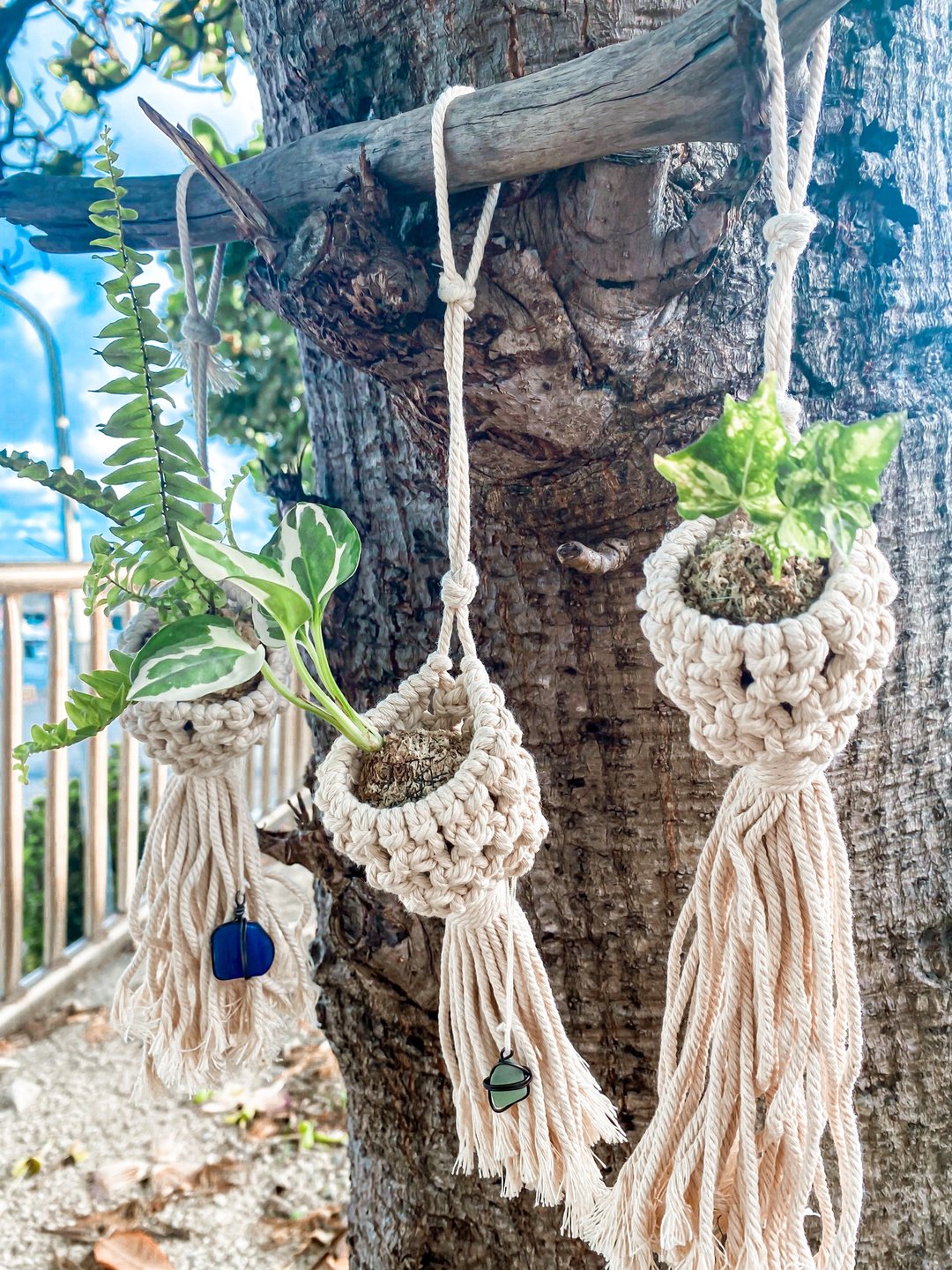【编织挂网小苔球】室内植物 - 植栽/盆栽 - 植物．花 绿色