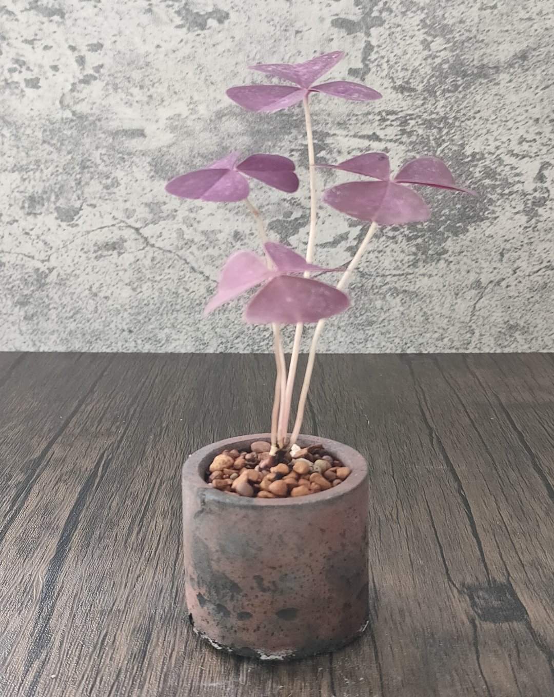 水泥盆盆栽-- 迷你紫酢酱草   植物 盆栽 - 植栽/盆栽 - 植物．花 
