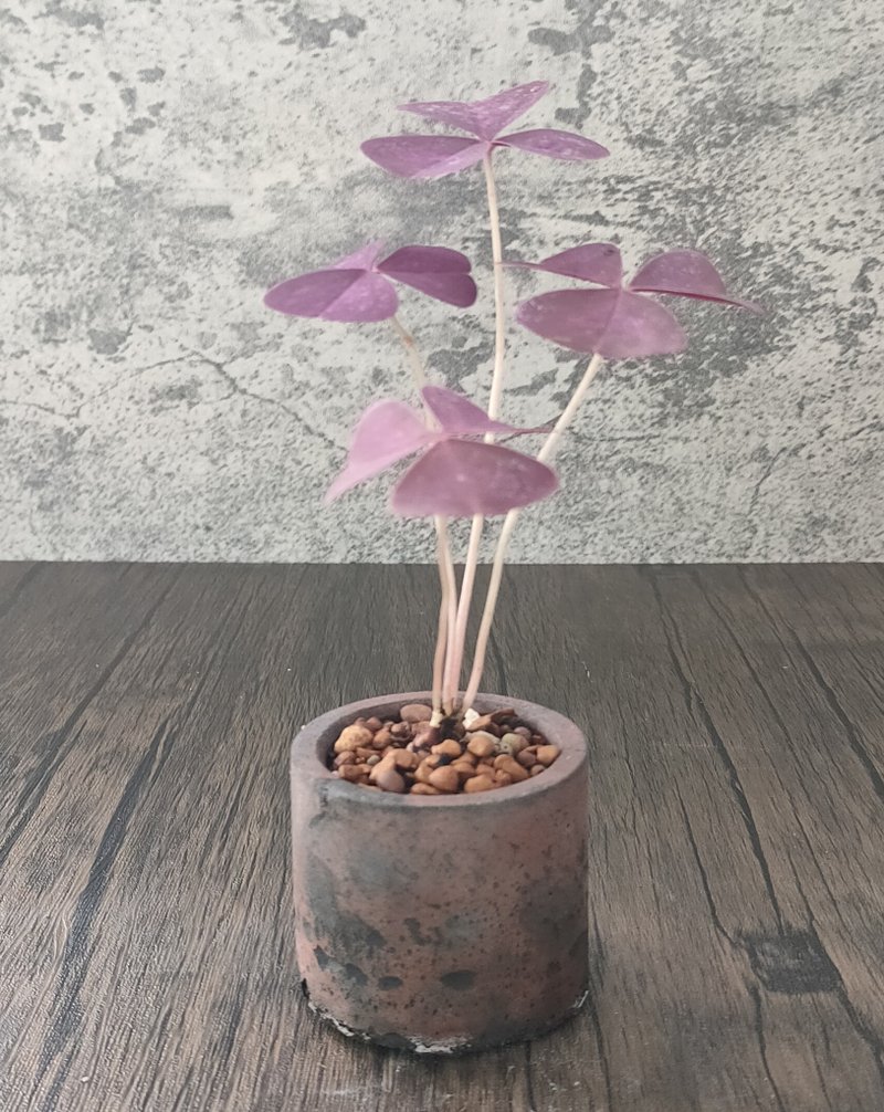 水泥盆盆栽-- 迷你紫酢酱草 - 植栽/盆栽 - 植物．花 