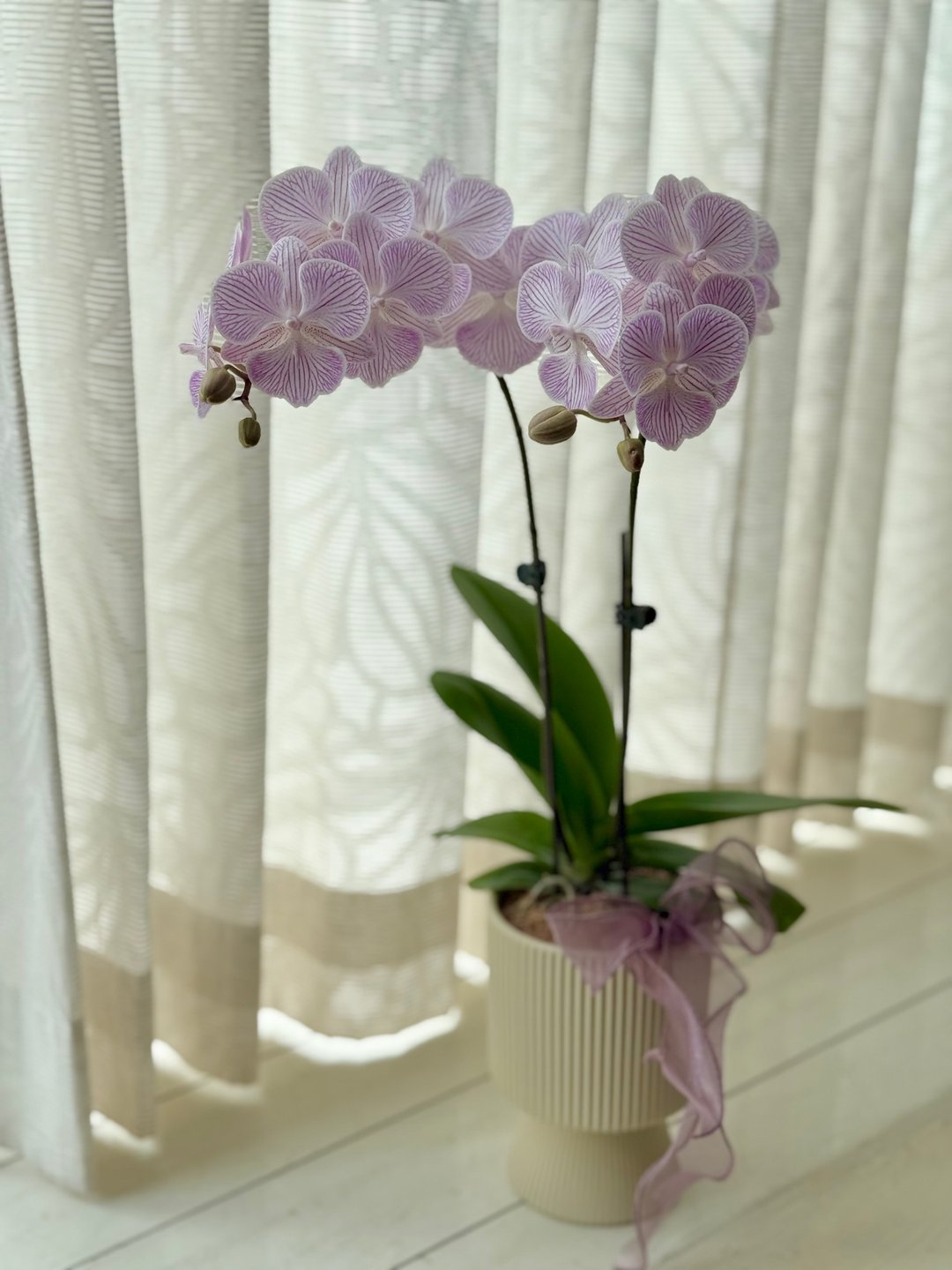 单棵兰花植栽 请参考规格图片 植栽 兰花 开幕 居家布置 祝贺植栽 - 植栽/盆栽 - 植物．花 多色